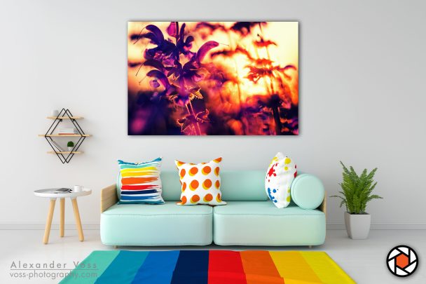 Meadow sage as a canvas picture brings a smile to your face every day.