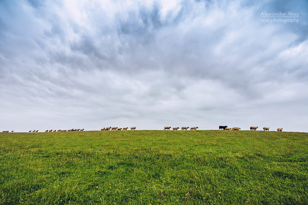 East Frisia – Sheep on the Dike